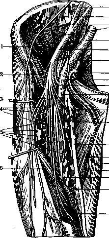 Nerves of Man: figure 36 from the 1928–1936 encyclopedia article