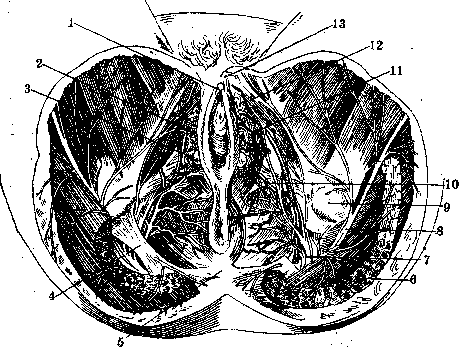 Nerves of Man: figure 19 from the 1928–1936 encyclopedia article