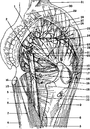 Nerves of Man: figure 12 from the 1928–1936 encyclopedia article
