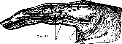 Nerves of Man: figure 28 from the 1928–1936 encyclopedia article