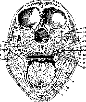 Nerves of Man: figure 5 from the 1928–1936 encyclopedia article