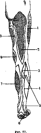Nerves of Man: figure 45 from the 1928–1936 encyclopedia article