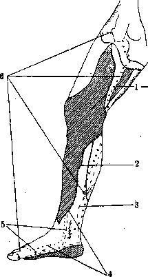 Nerves of Man: figure 42 from the 1928–1936 encyclopedia article