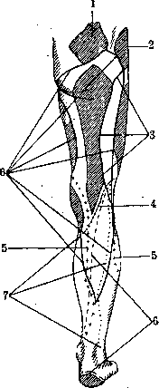 Nerves of Man: figure 44 from the 1928–1936 encyclopedia article
