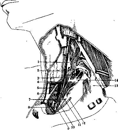 Nerves of Man: figure 3 from the 1928–1936 encyclopedia article