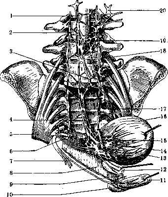 Nerves of Man: figure 17 from the 1928–1936 encyclopedia article