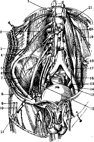 Nerves of Man: figure 15 from the 1928–1936 encyclopedia article