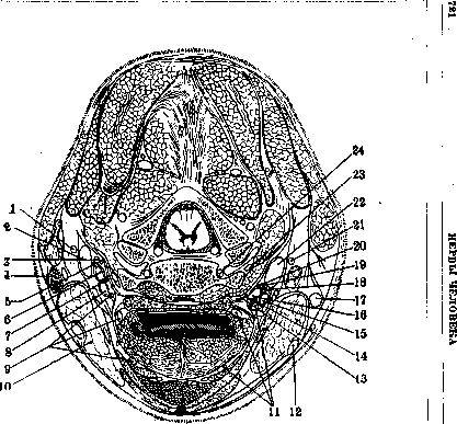 Nerves of Man: figure 8 from the 1928–1936 encyclopedia article