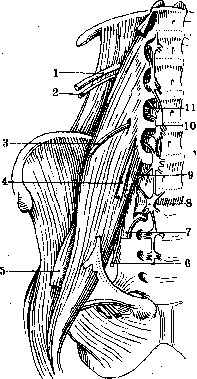 Nerves of Man: figure 13 from the 1928–1936 encyclopedia article