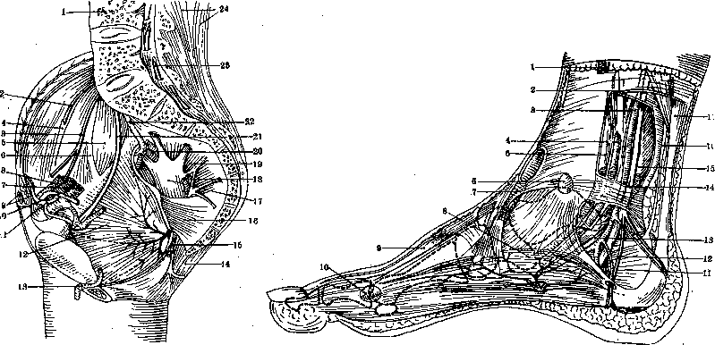Nerves of Man: figure 40 from the 1928–1936 encyclopedia article