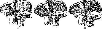 Gallbladder: figure 16 from the 1928–1936 encyclopedia article