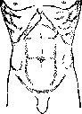 Gallbladder: figure 46 from the 1928–1936 encyclopedia article