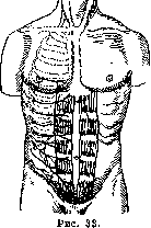 Gallbladder: figure 44 from the 1928–1936 encyclopedia article