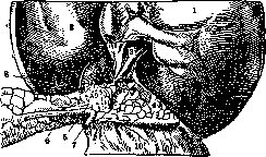Gallbladder: figure 32 from the 1928–1936 encyclopedia article