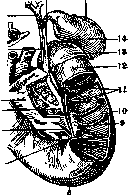Gallbladder: figure 12 from the 1928–1936 encyclopedia article