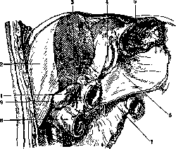 Gallbladder: figure 4 from the 1928–1936 encyclopedia article