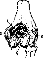 Elbow Joint: figure 4 from the 1928–1936 encyclopedia article