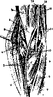 Elbow Joint: figure 12 from the 1928–1936 encyclopedia article