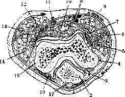Elbow Joint: figure 14 from the 1928–1936 encyclopedia article