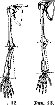 Elbow Joint: figure 8 from the 1928–1936 encyclopedia article