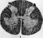 Spinelli: figure 30 from the 1928–1936 encyclopedia article