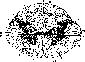Spinelli: figure 18 from the 1928–1936 encyclopedia article