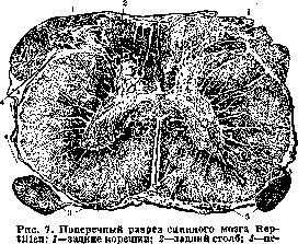 Spinelli: figure 7 from the 1928–1936 encyclopedia article