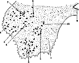 Spinelli: figure 21 from the 1928–1936 encyclopedia article