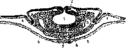 Spinelli: figure 12 from the 1928–1936 encyclopedia article