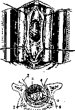 Spinelli: figure 41 from the 1928–1936 encyclopedia article