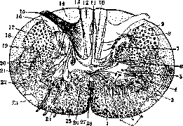 Spinelli: figure 22 from the 1928–1936 encyclopedia article