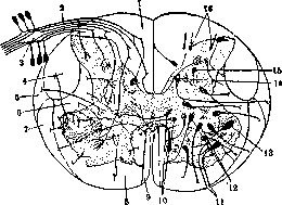 Spinelli: figure 24 from the 1928–1936 encyclopedia article