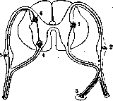 Spinelli: figure 37 from the 1928–1936 encyclopedia article
