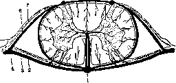 Spinelli: figure 36 from the 1928–1936 encyclopedia article