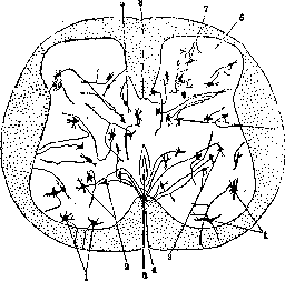 Spinelli: figure 23 from the 1928–1936 encyclopedia article