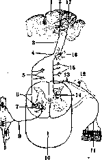 Spinelli: figure 25 from the 1928–1936 encyclopedia article