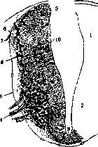 Spinelli: figure 13 from the 1928–1936 encyclopedia article
