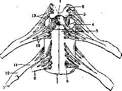 Spinelli: figure 17 from the 1928–1936 encyclopedia article