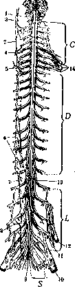 Spinelli: figure 16 from the 1928–1936 encyclopedia article