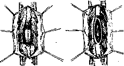 Spinelli: figure 43 from the 1928–1936 encyclopedia article
