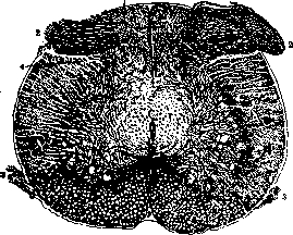 Spinelli: figure 6 from the 1928–1936 encyclopedia article