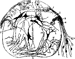 Spinelli: figure 8 from the 1928–1936 encyclopedia article