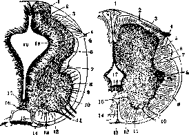Spinelli: figure 14 from the 1928–1936 encyclopedia article