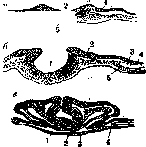Spinelli: figure 11 from the 1928–1936 encyclopedia article