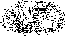 Spinelli: figure 38 from the 1928–1936 encyclopedia article