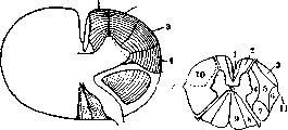 Spinelli: figure 47 from the 1928–1936 encyclopedia article