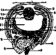 Visual Organs: figure 4 from the 1928–1936 encyclopedia article