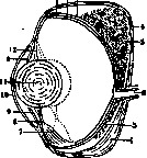 Visual Organs: figure 8 from the 1928–1936 encyclopedia article