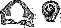 Visual Organs: figure 5 from the 1928–1936 encyclopedia article