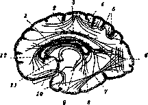 Association Fibers: figure 1 from the 1928–1936 encyclopedia article